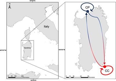 The Mediterranean bioconstructor Lithophyllum stictiforme shows adaptability to future warming